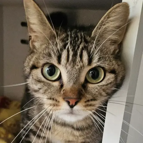 Lilou