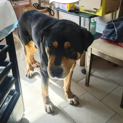 Attikus