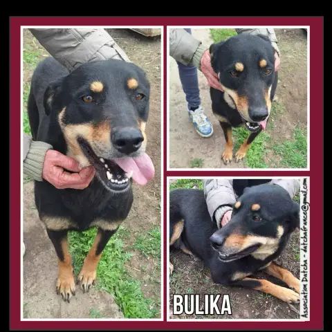 Bulika