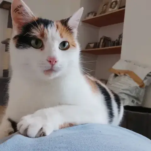 Stella