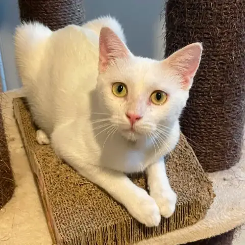 Esther Chatte Blanche