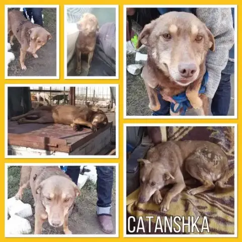 Catanshka