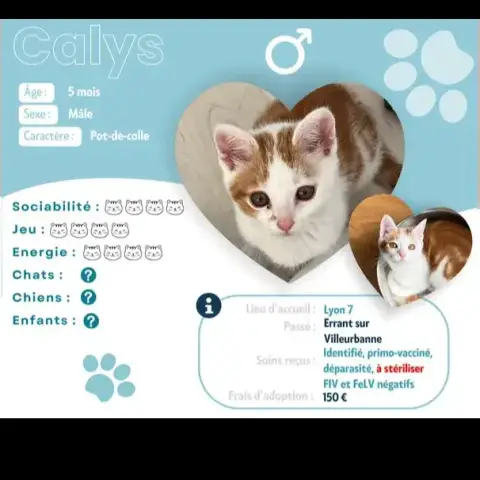 Calys