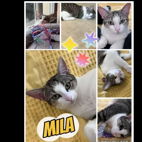 Mila photo 2