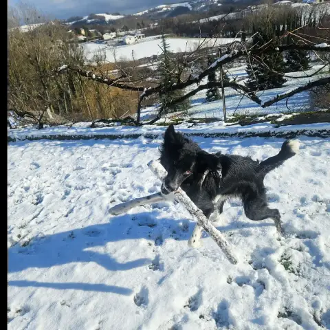 Choubi photo 3