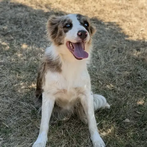 Rosie photo 2