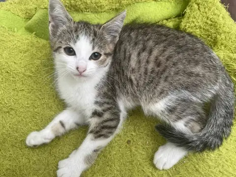 Vema
