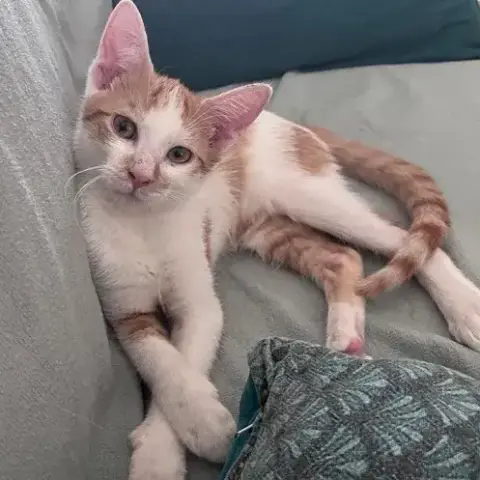 Levi