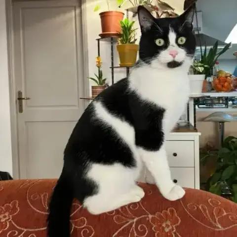 Gribouille