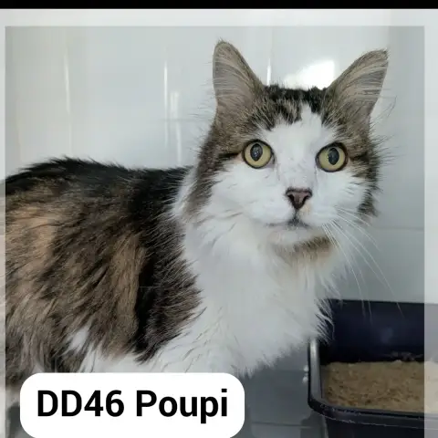Poupi