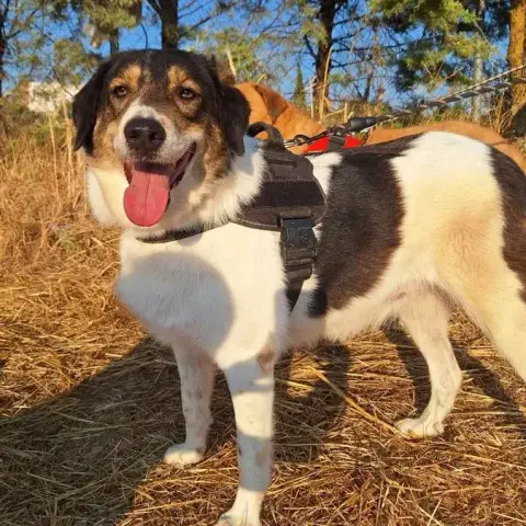 Piper