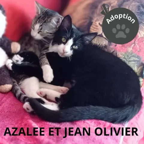 Azalee Et Jean Olivier