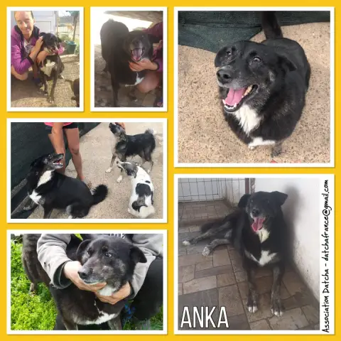 Anka