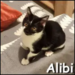 Alibi