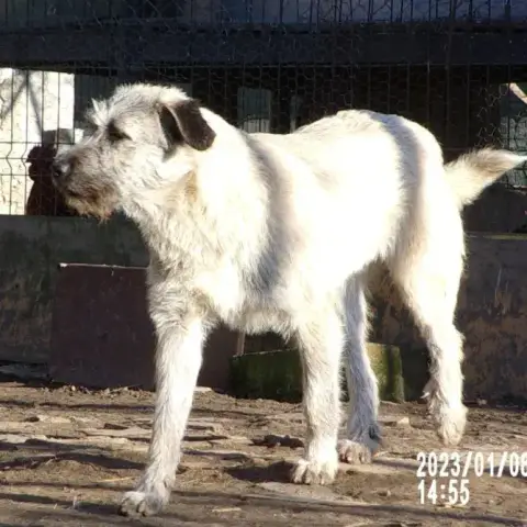 Olie photo 2