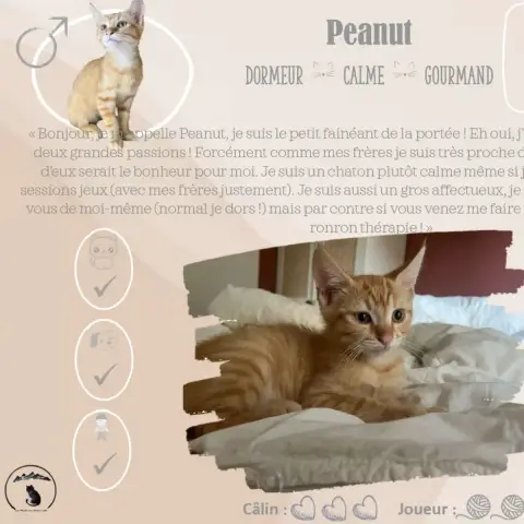 Peanut photo 2