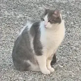 Frimousse