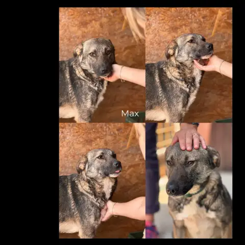 Max photo 2