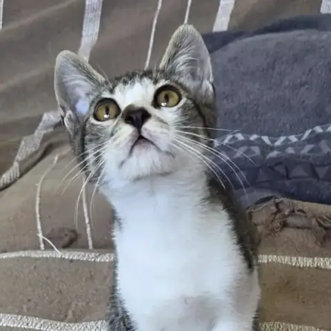 Berlioz