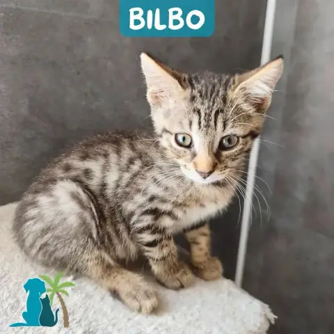 Bilbo