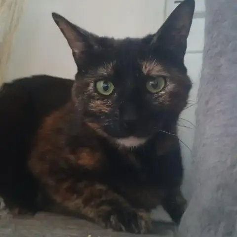 Iris