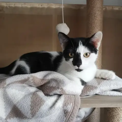 Alpha
