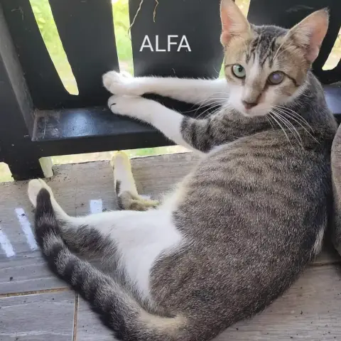 Alfa