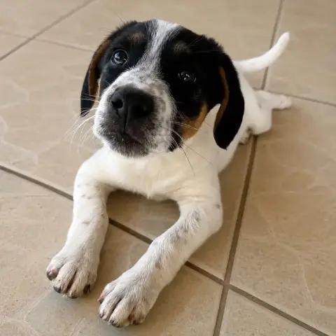 Maïlo