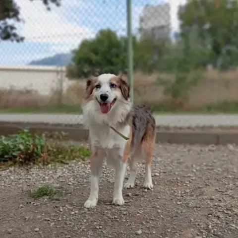 Kovu photo 3