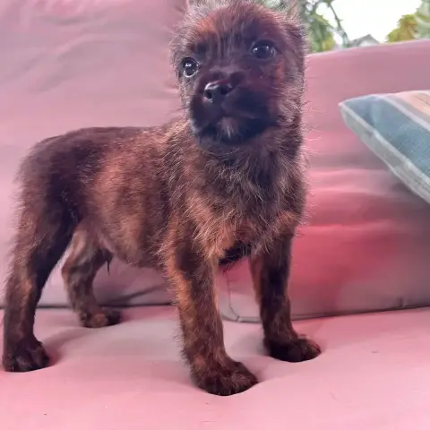 Milo photo 2