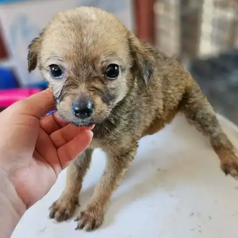 Betty Boops photo 2
