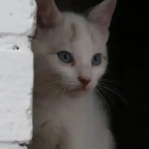 Rollo