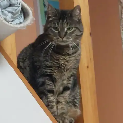 Mia