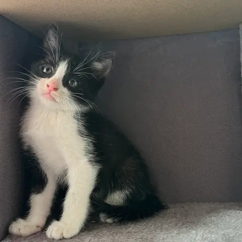 Bébé Felix photo 2