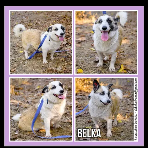 Belka
