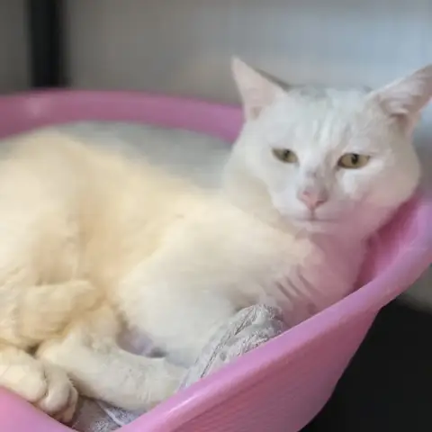 Blanco