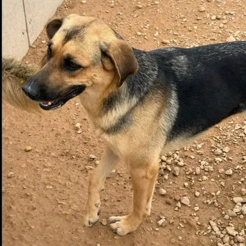 Nala photo 3