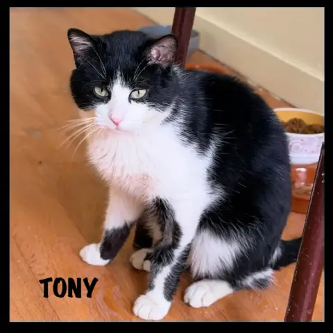 Tony photo 3