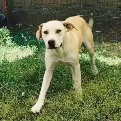 Paloma