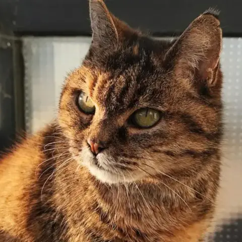 Chataigne