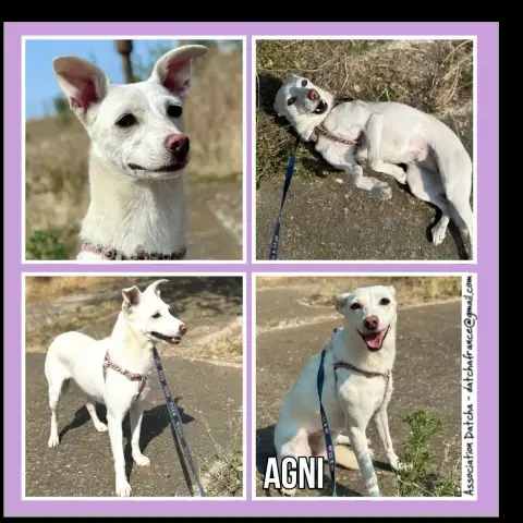 Agni