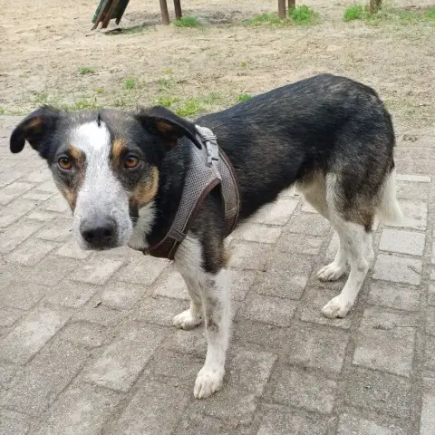 Baloo photo 2