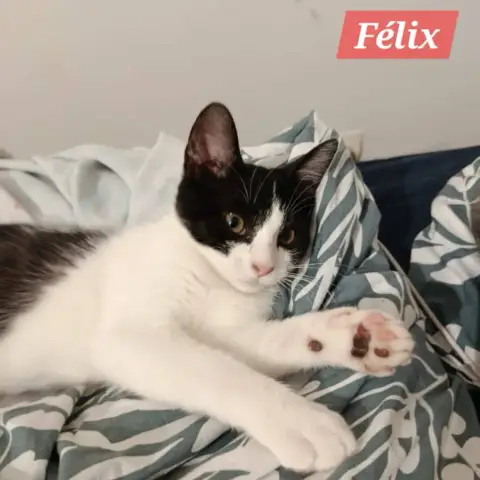 Felix