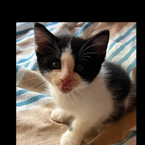 Felix photo 3
