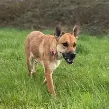Nala