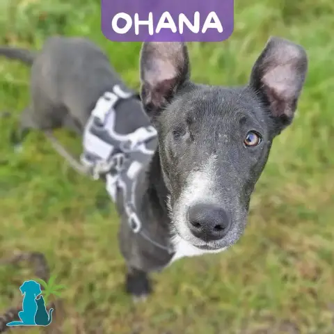 Ohana