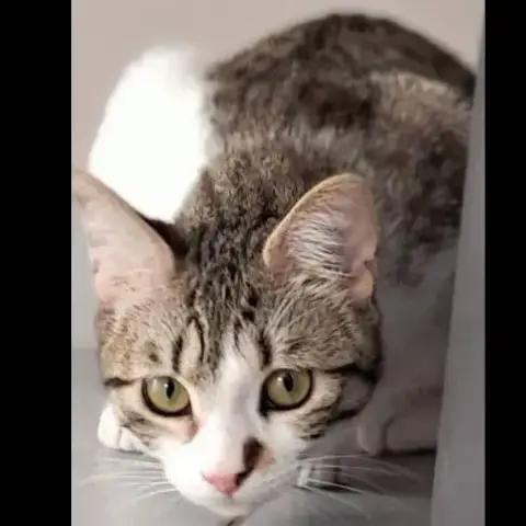 Ylla