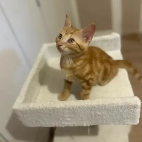 Garfield photo 2