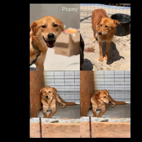 Popey