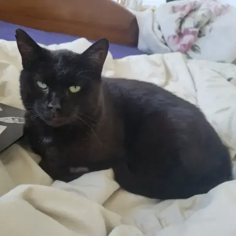Baloo